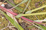 Bigfruit evening primrose